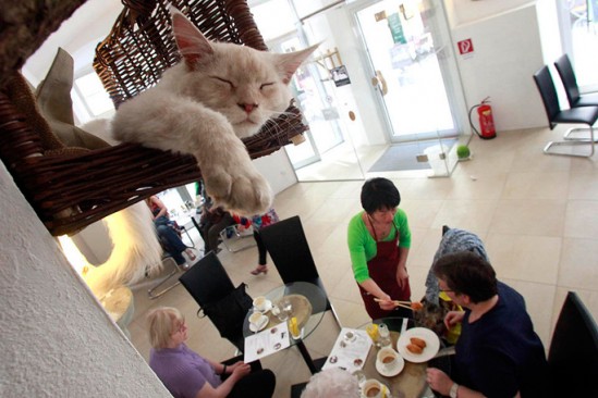 Coffee Shop que acepte mascotas como idea de negocio