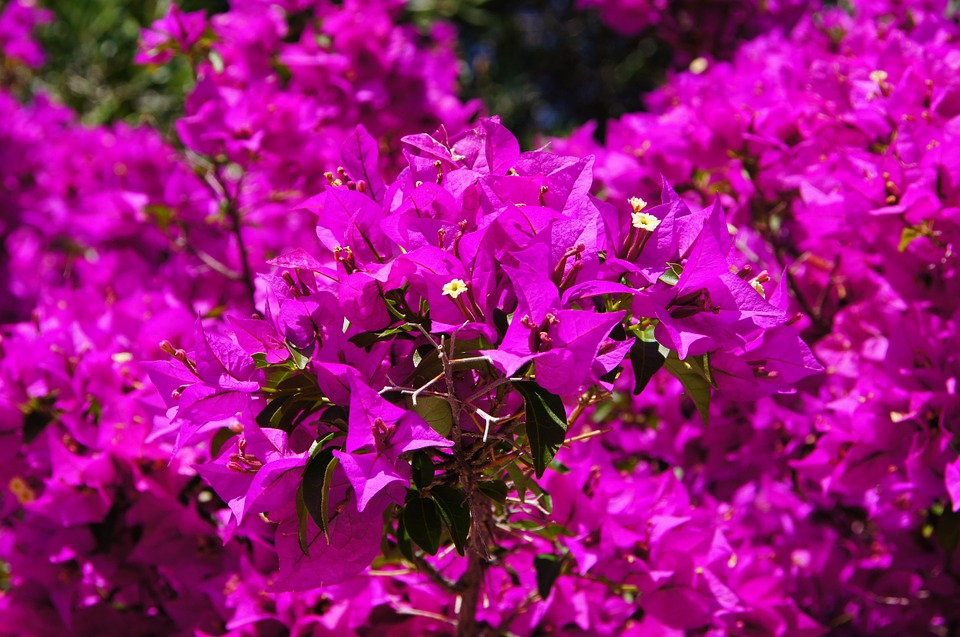 Cómo montar una floristería !Gran Negocio! III Parte